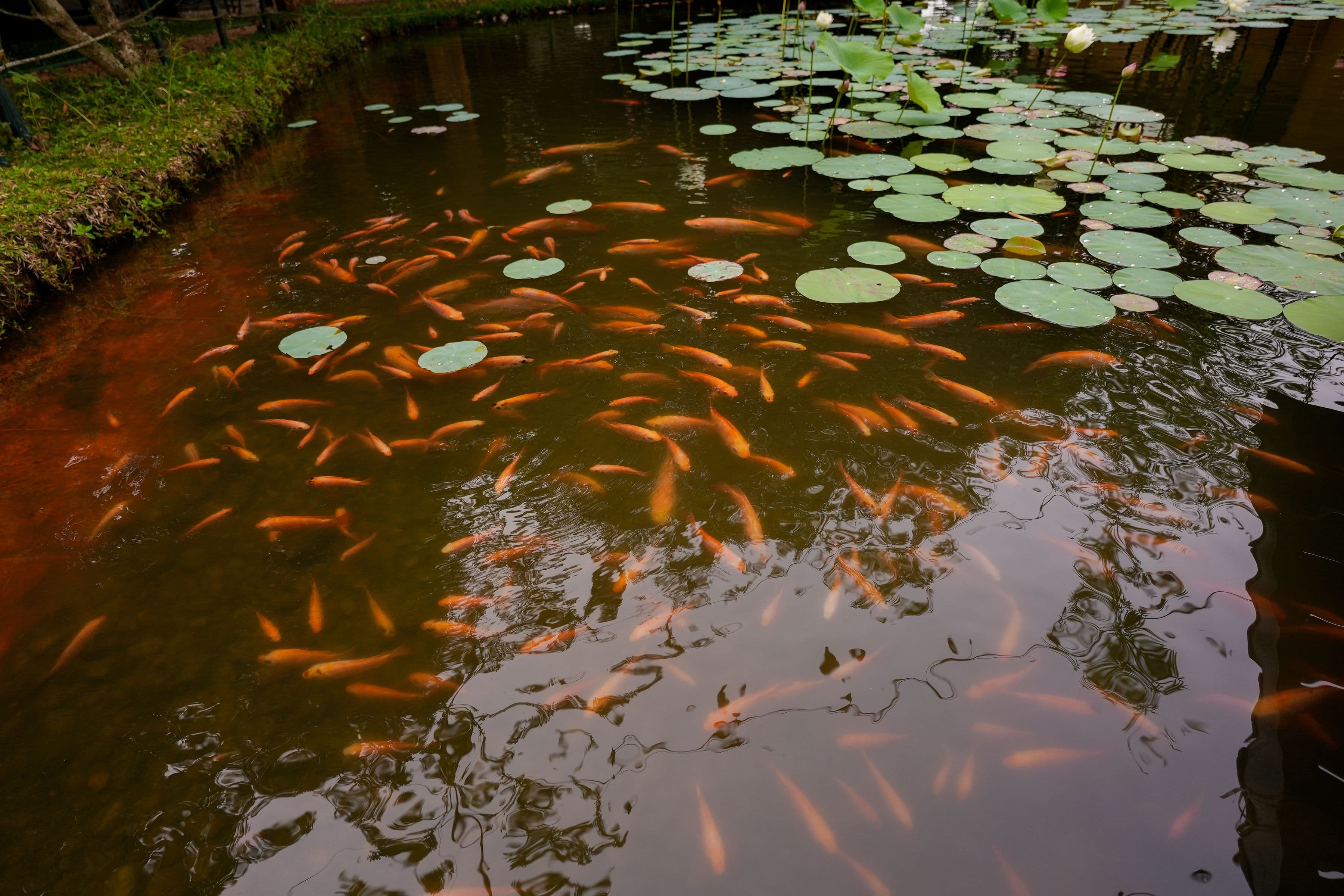 Best Luxury Resort in Kochi